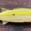 Lures Campania Lures | Campania Lures Oama Paddletail